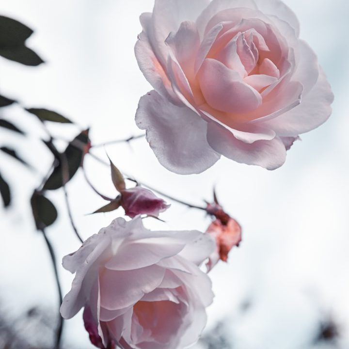 pink rose in bloom during daytime